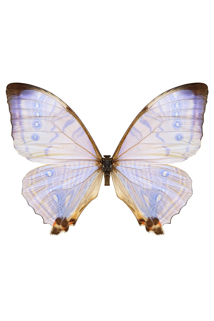 Midsummer Lilac Floating Butterfly Wings